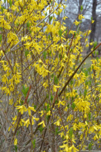 Forsythia in bloom