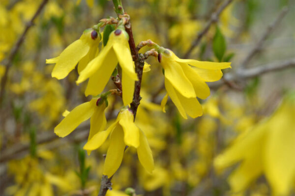 Forsythia