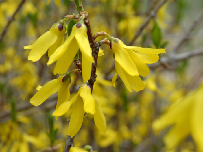 Forsythia