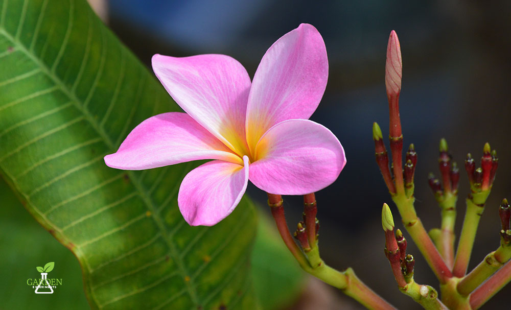 Plumeria flower