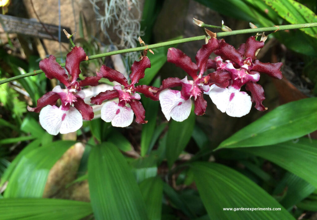 This orchid flower looks like a queen in a dress to me