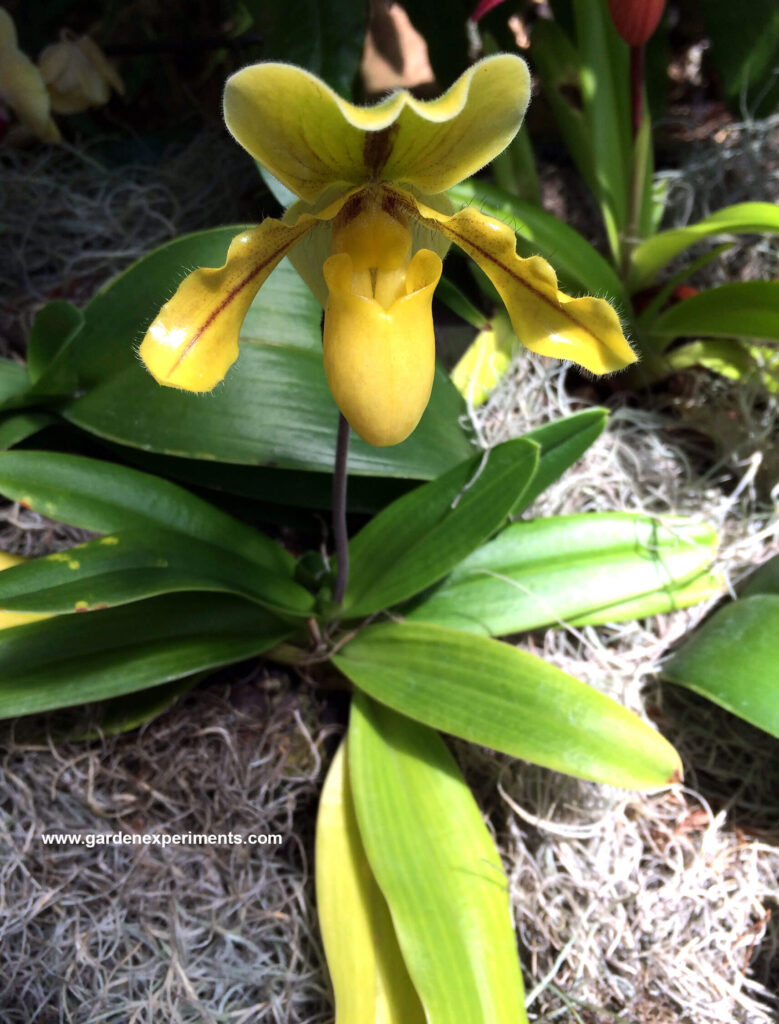 Lady slipper orchid