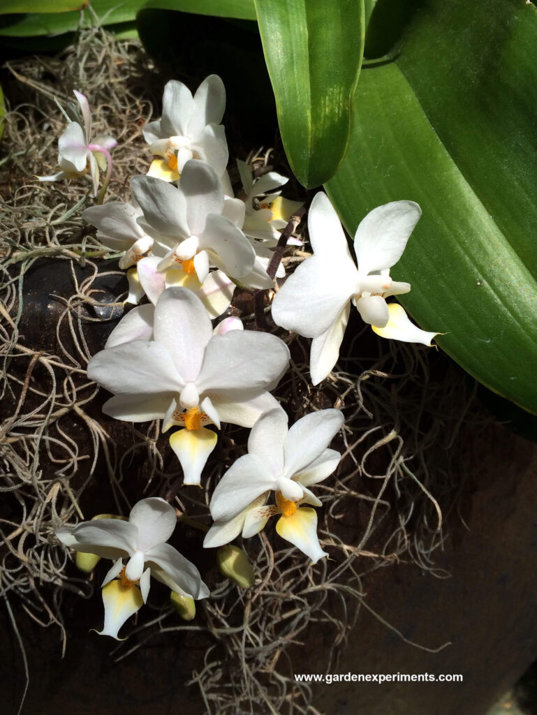 White Phalaenopsis orchid