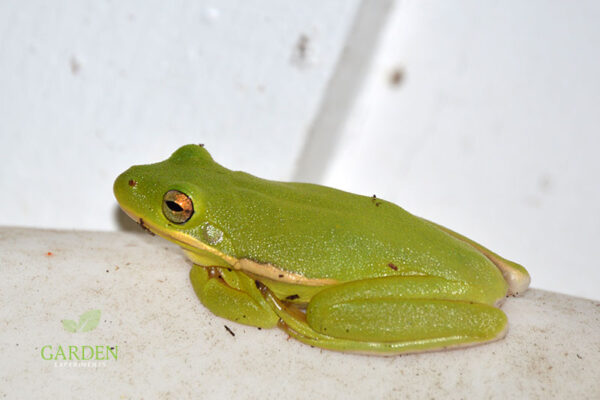 Green tree frog