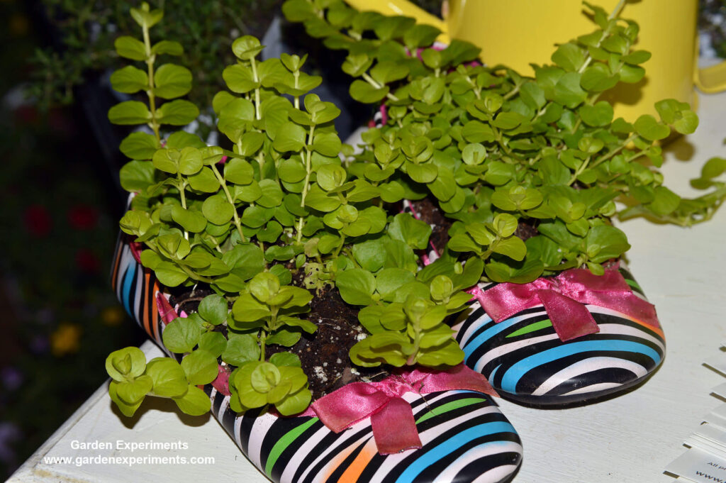 Shoes made into a planter