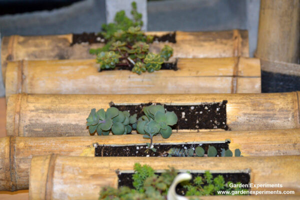 Creative succulent containers made from bamboo