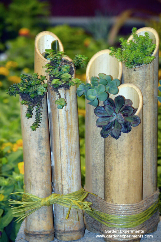 Upright bamboo bundled together as a planter for succulents