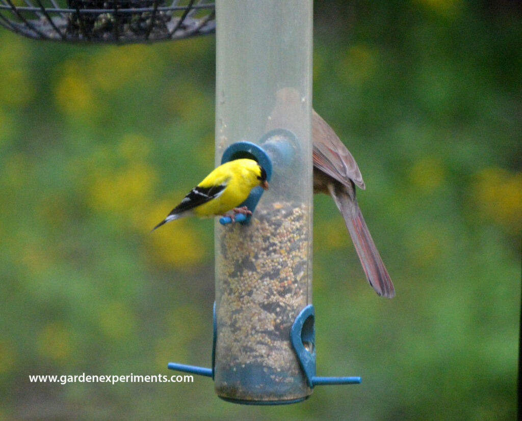 American Goldfinch