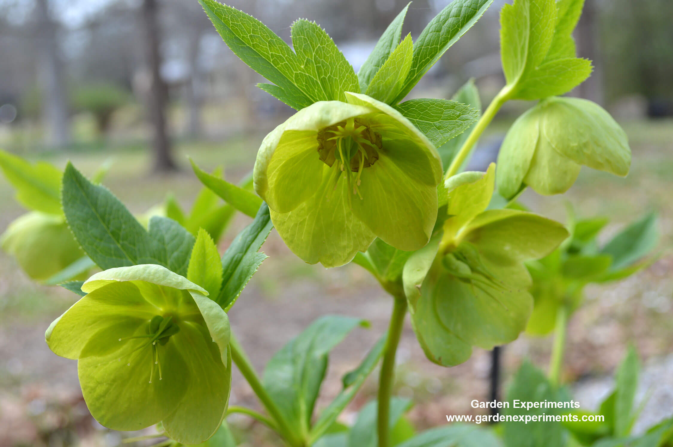 Green hellebore