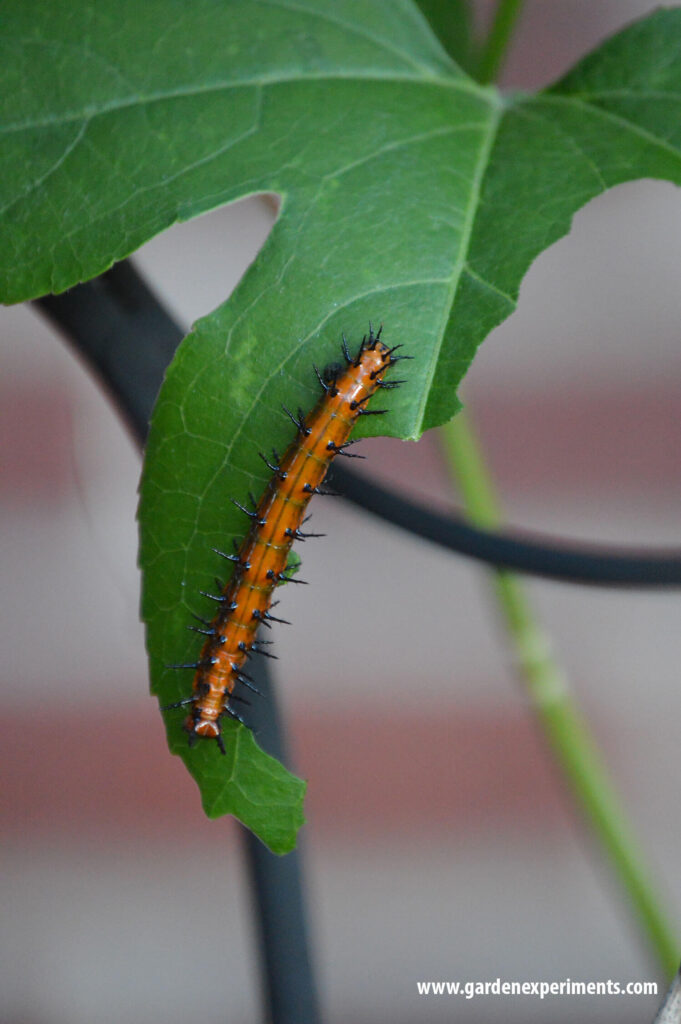 Gulf Fritillary Caterpillar