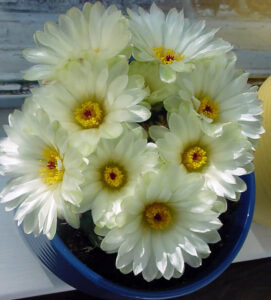 This was the year I had a very happy cactus. It sat soaking up the sun and warmth in the windowsill. Since I planted it outside in the rock garden it still blooms, but not nearly as profusely. I believe it is a Notocactus.