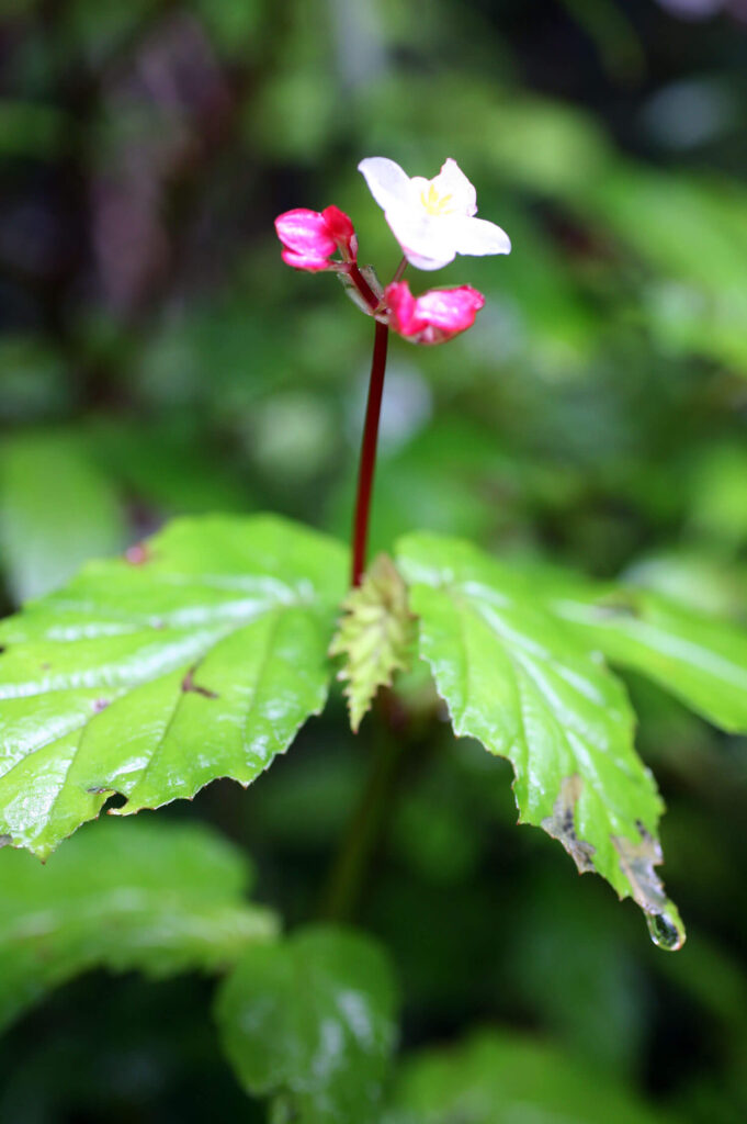 Hardy Begonia