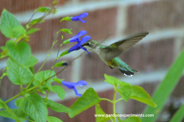 Ruby-throated Hummingbird