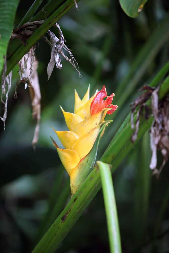 Heliconia