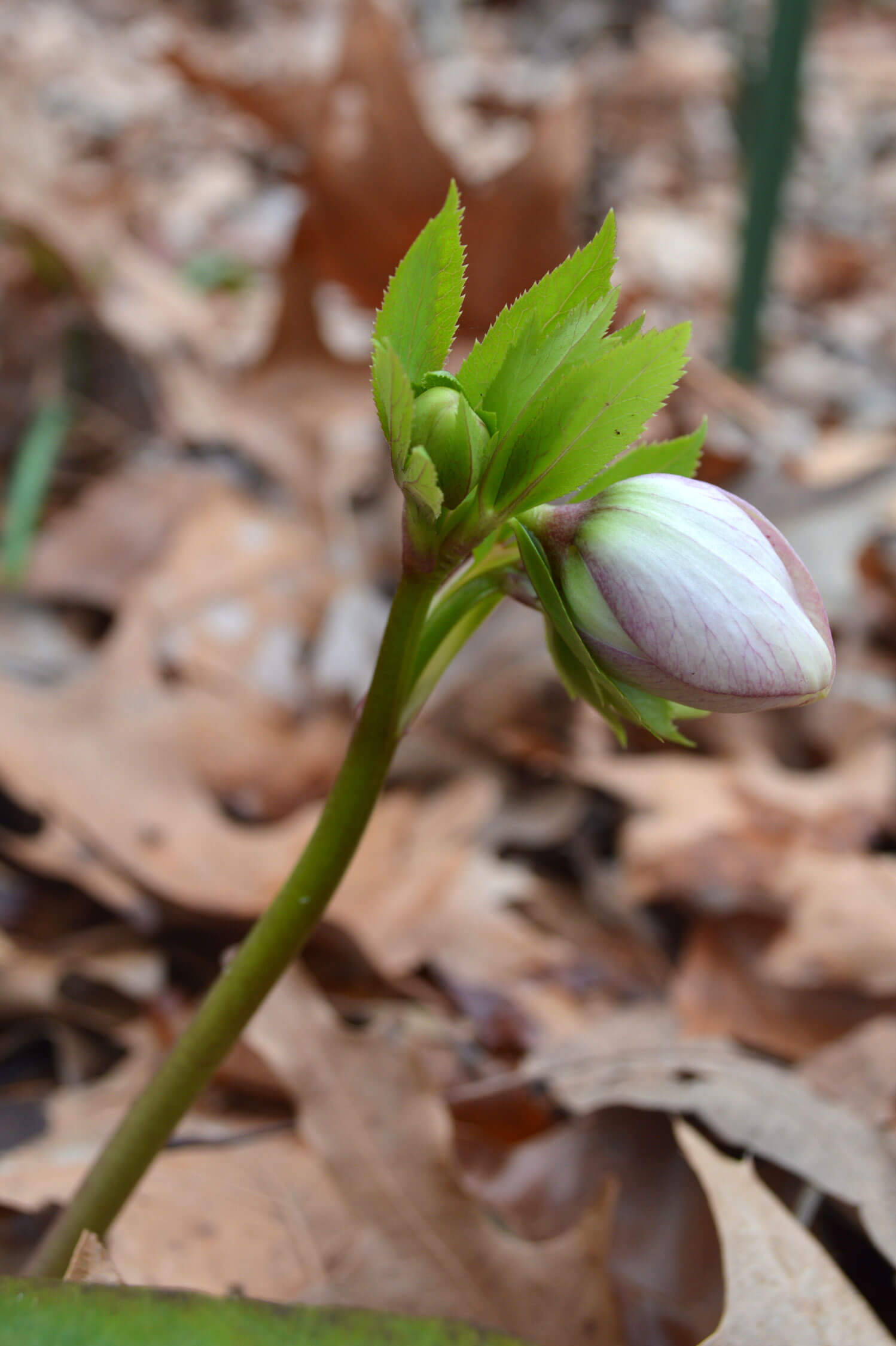 Hellebores