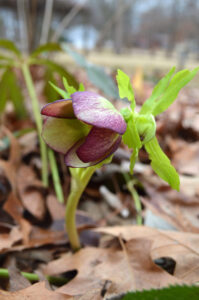 Hellebores