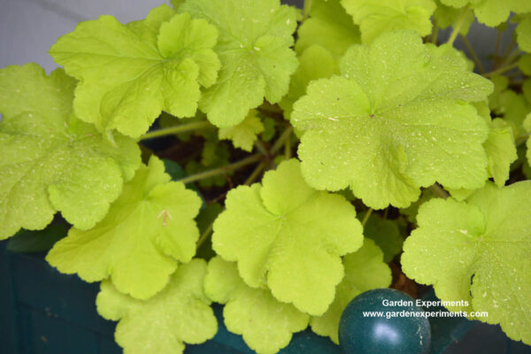 Heuchera 'lime rickey'