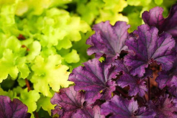 Heucherellas with lime green and purple leaves