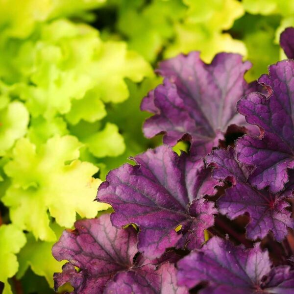 Heucherellas with lime green and purple leaves