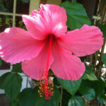 Hibiscus