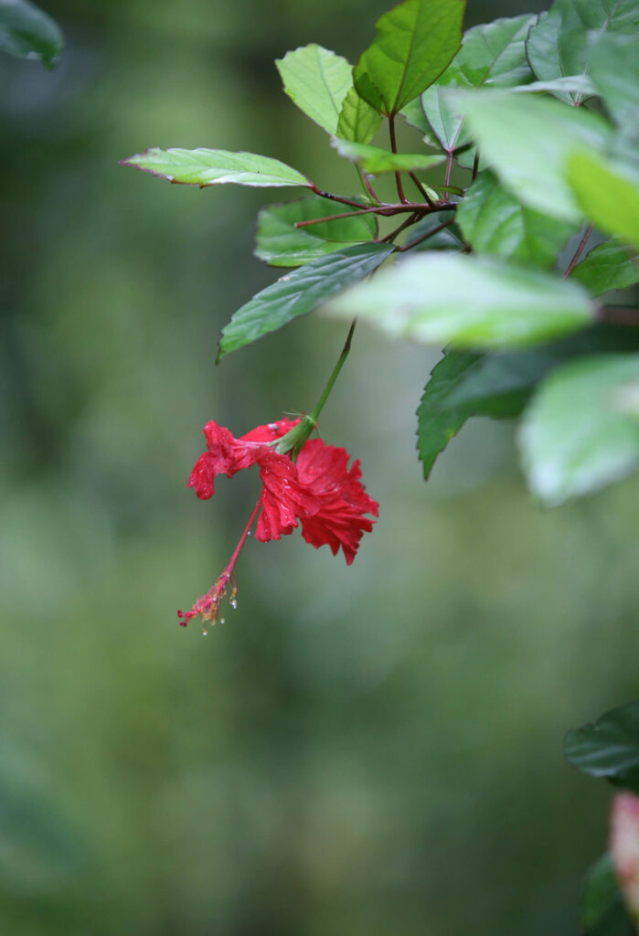 Hibiscus