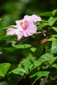 Pink hibiscus flower