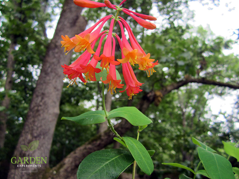 Coral honeysuckle