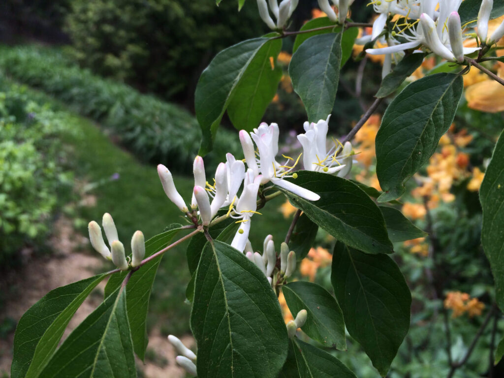 Honeysuckle Bush