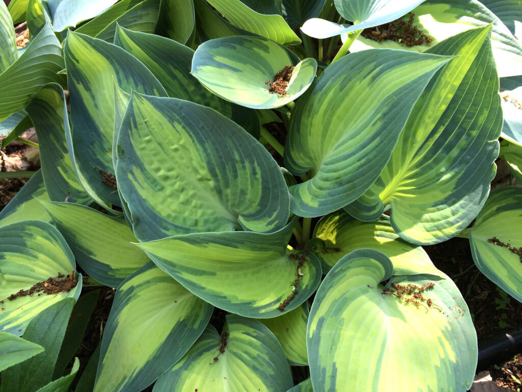 Hosta