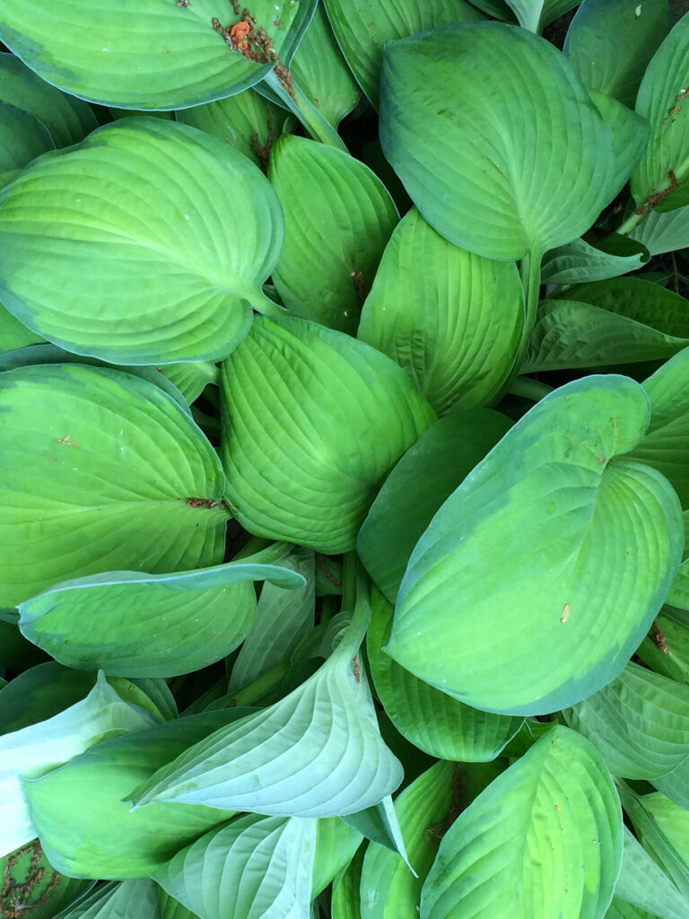 Hosta