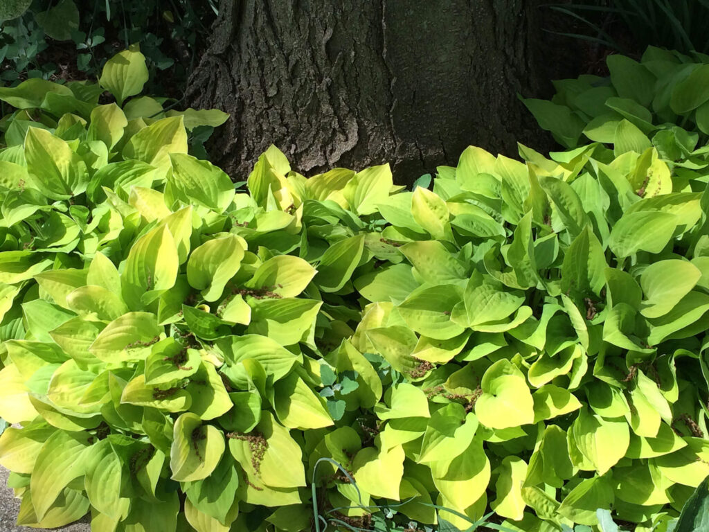 Hostas Around the Tree Base