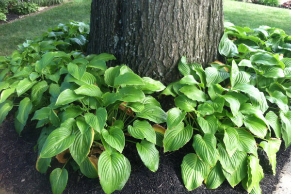 These hostas look great - but you'd have to have decent soil and adequate water