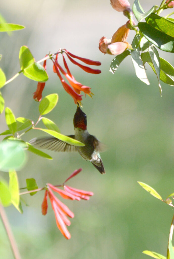 Hummingbird feeding on native coral honeysuckle