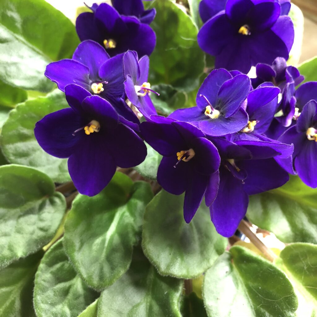 African violet