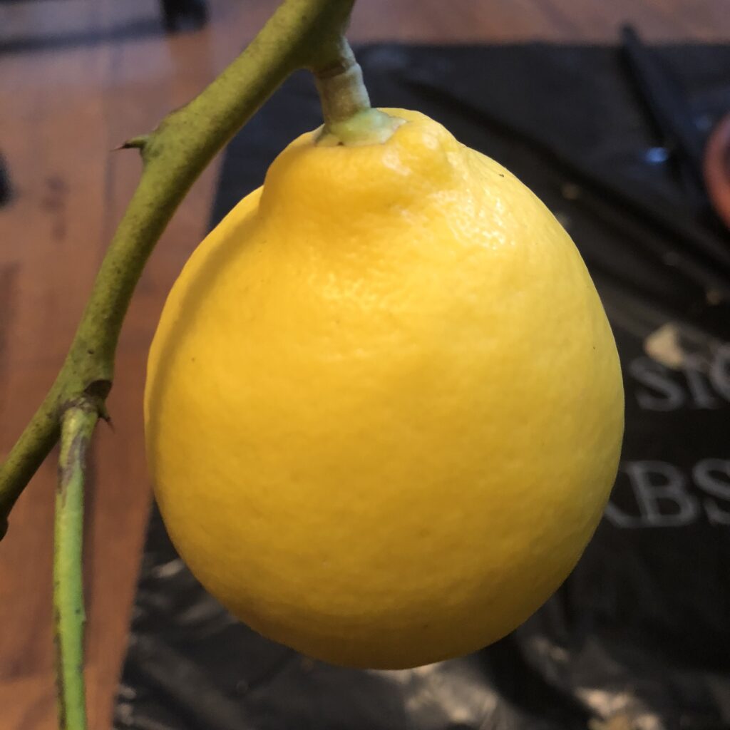 Miniature lemon tree