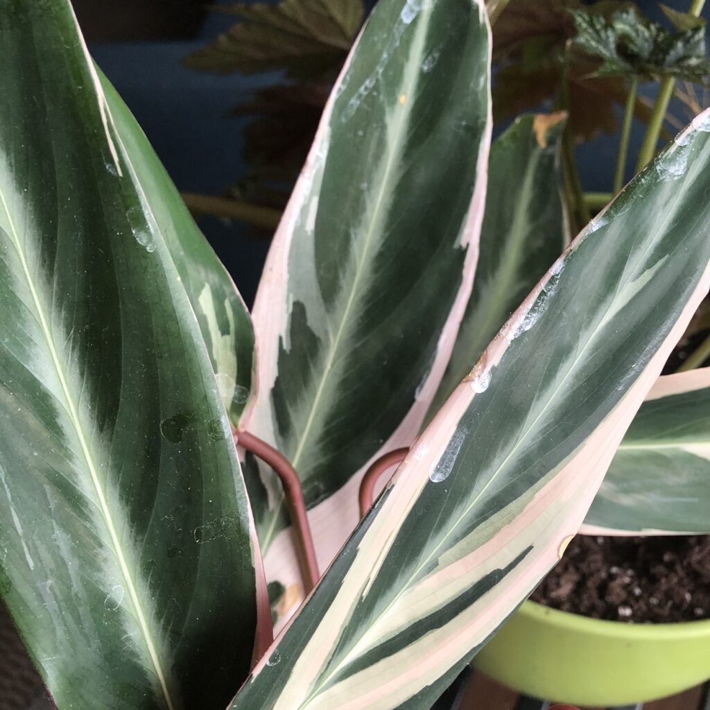 Tri-color Ginger (Stromanthe sanguinea 'Tricolor')