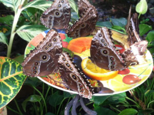 Blue Morpho Butterflies