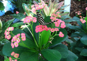 Zebra Longwing Butterfly