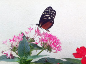 Tiger Longwing Butterfly