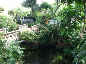 Plants in the Conservatory