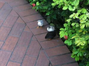 Pocket Quail