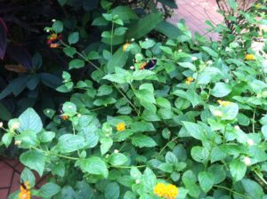 Lantana