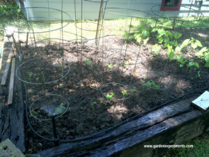 Watering the vegetable garden