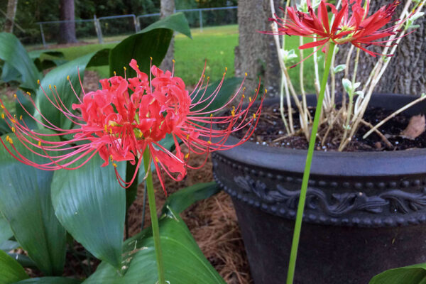 Spider lilies