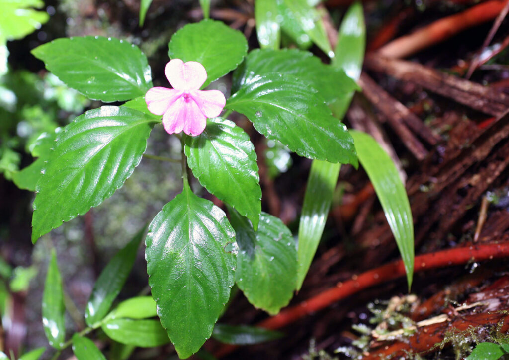 Impatiens