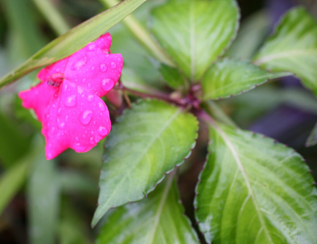 Impatiens