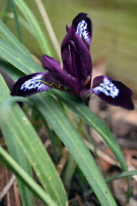 Purple iris