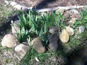 Irises in bloom along bank