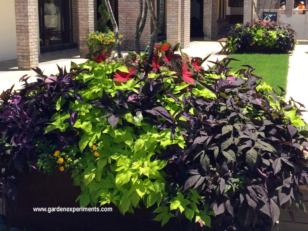 Container garden with sweet potato vines, wandering jew, caladiums, and lantana.