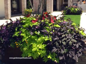 Container garden with sweet potato vines, purple heart, caladiums, and lantana.